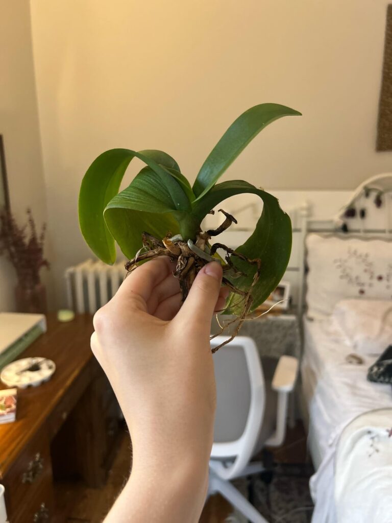 Sentimental plant from my dad, is it salvageable?
