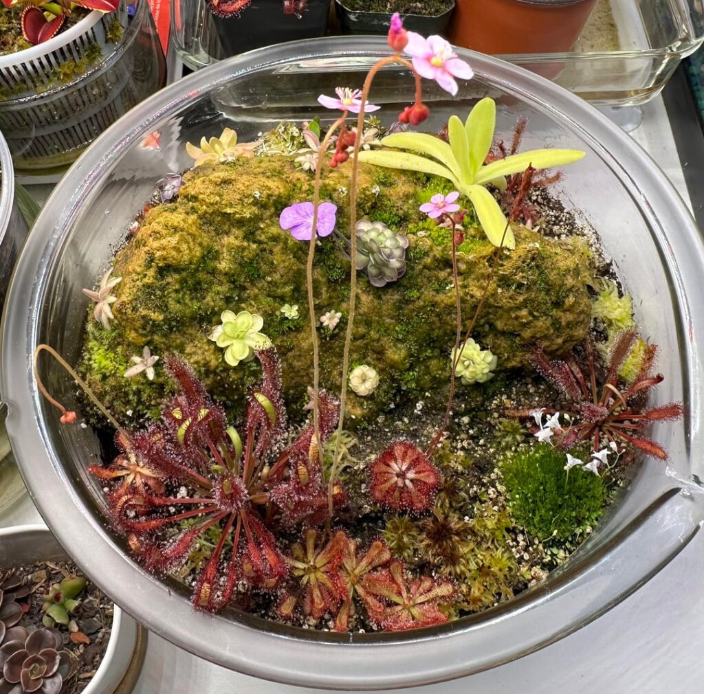 Blooming Savage Garden