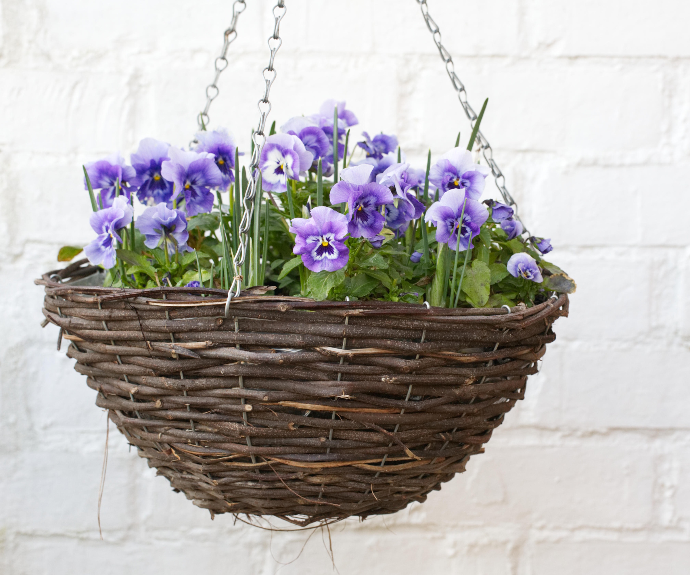 Violas in hanging basket