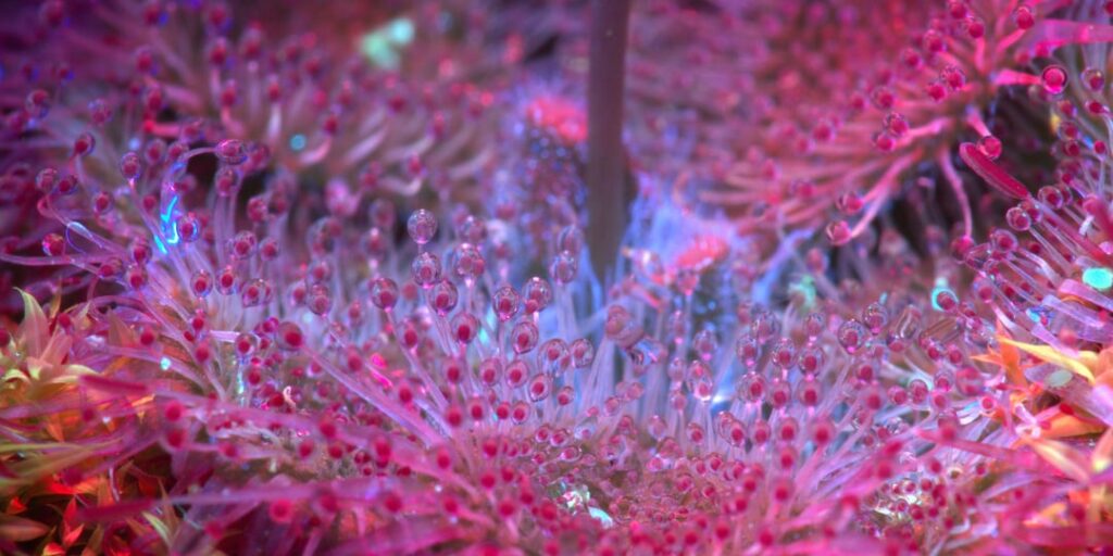 Droseras sessilifolia, macro photographs under UV light.