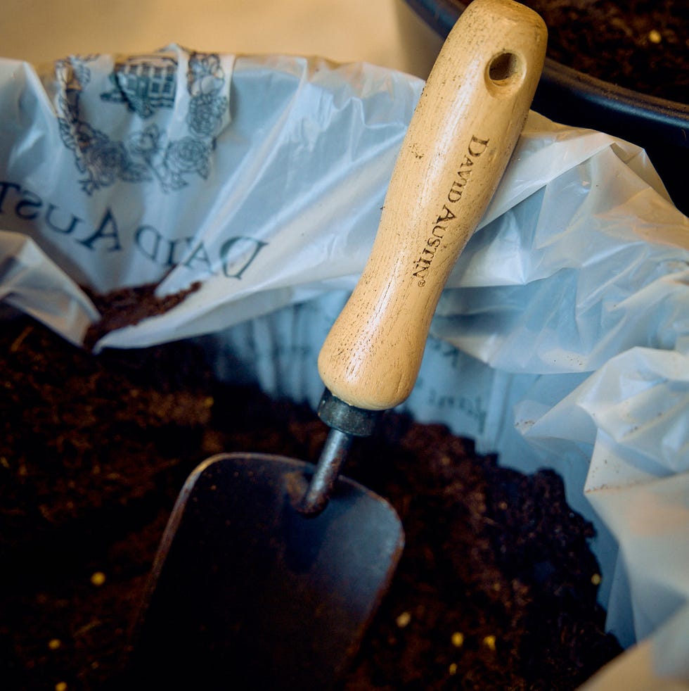 planting bareroot roses