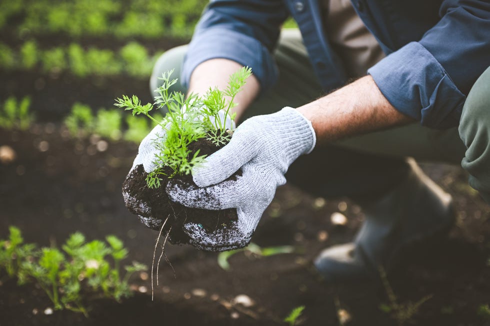 person holding soil with sprout in his hands