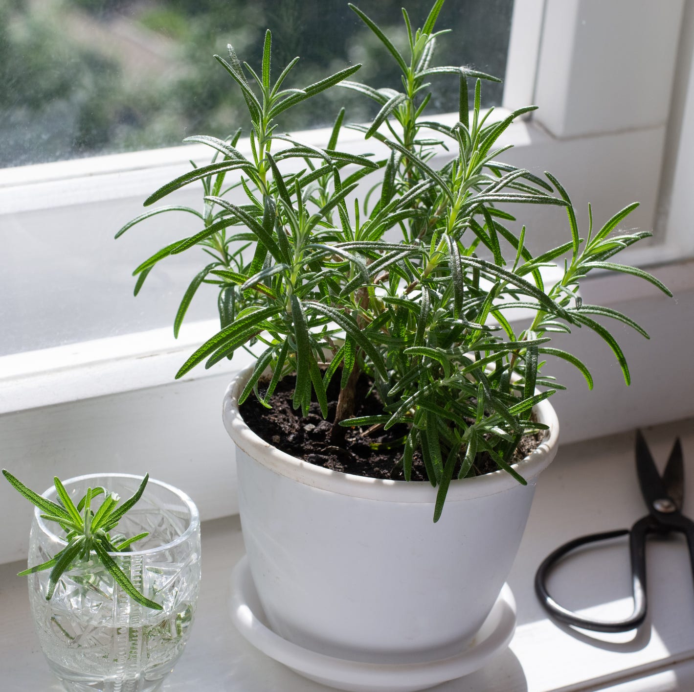 good luck plants rosemary