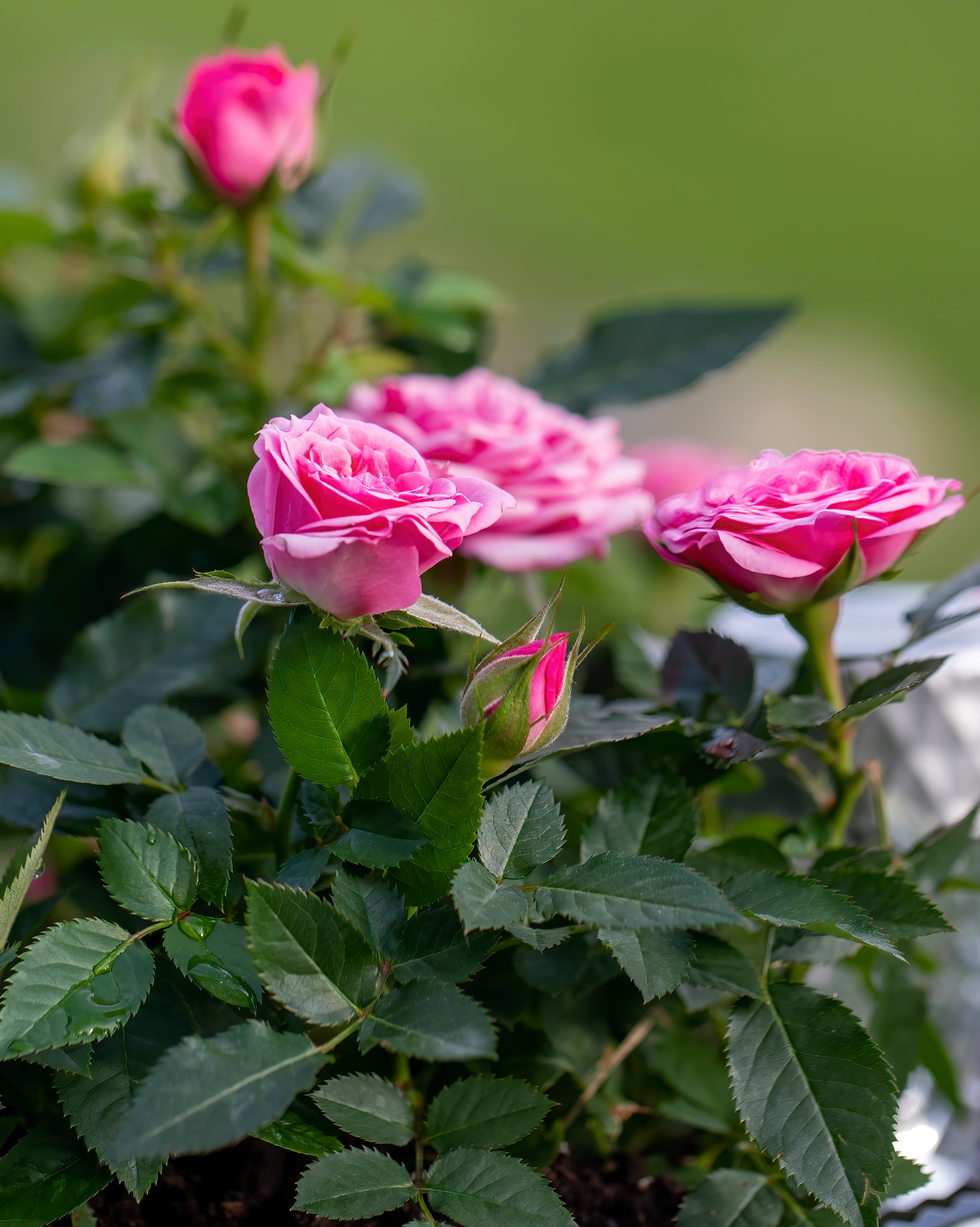 rambling rose bush