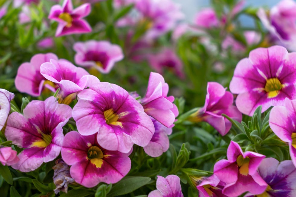 closeup of a beautifully blooming calibrachoa flowers