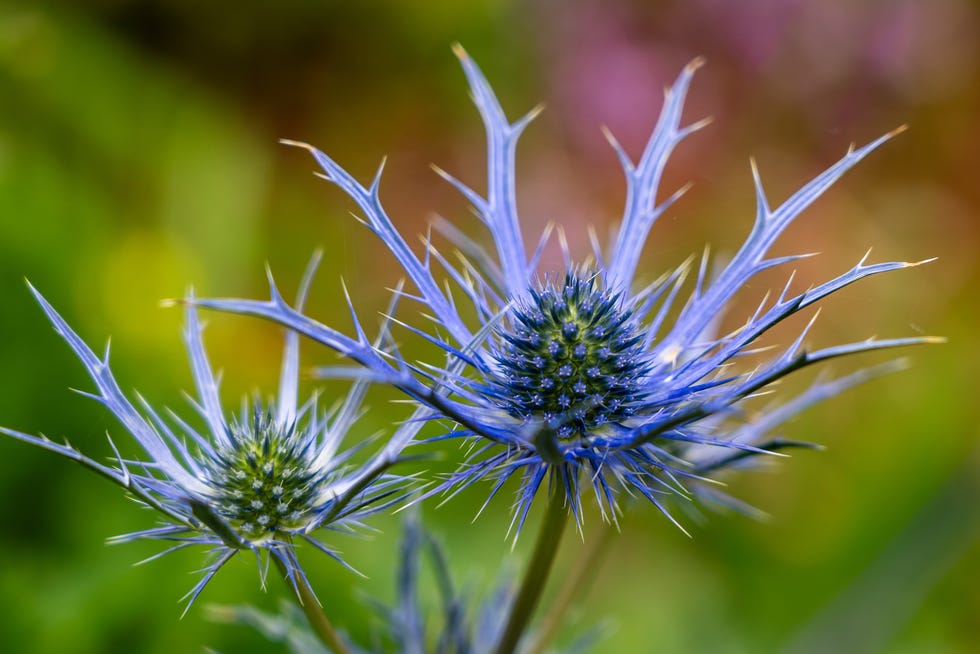 striking blue sea holly flowers in soft focused nature with spiky petals and vibrant green backdrop