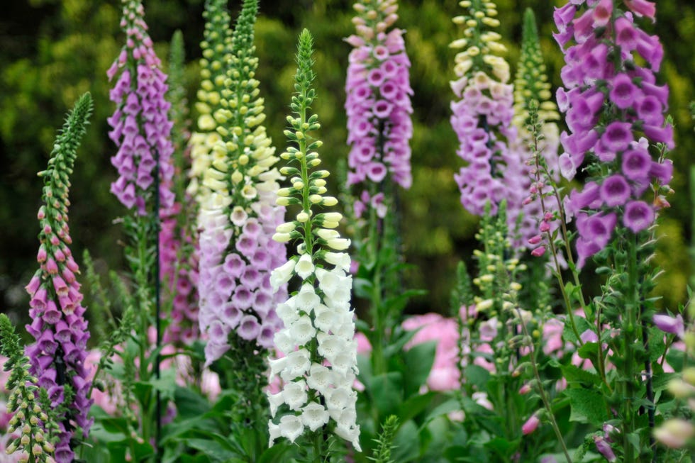 colorful purple foxgloves