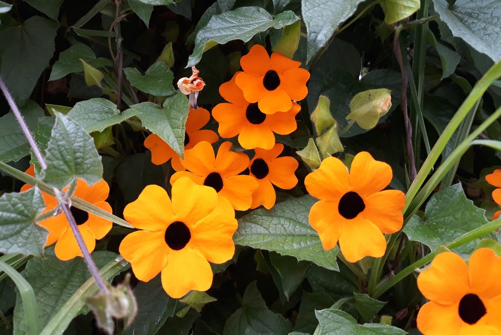 thunbergia (black eyed susan)