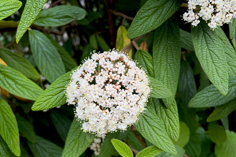 viburnum rhytidophyllum flower in bloom in springtime at biel, bern canton, switzerland