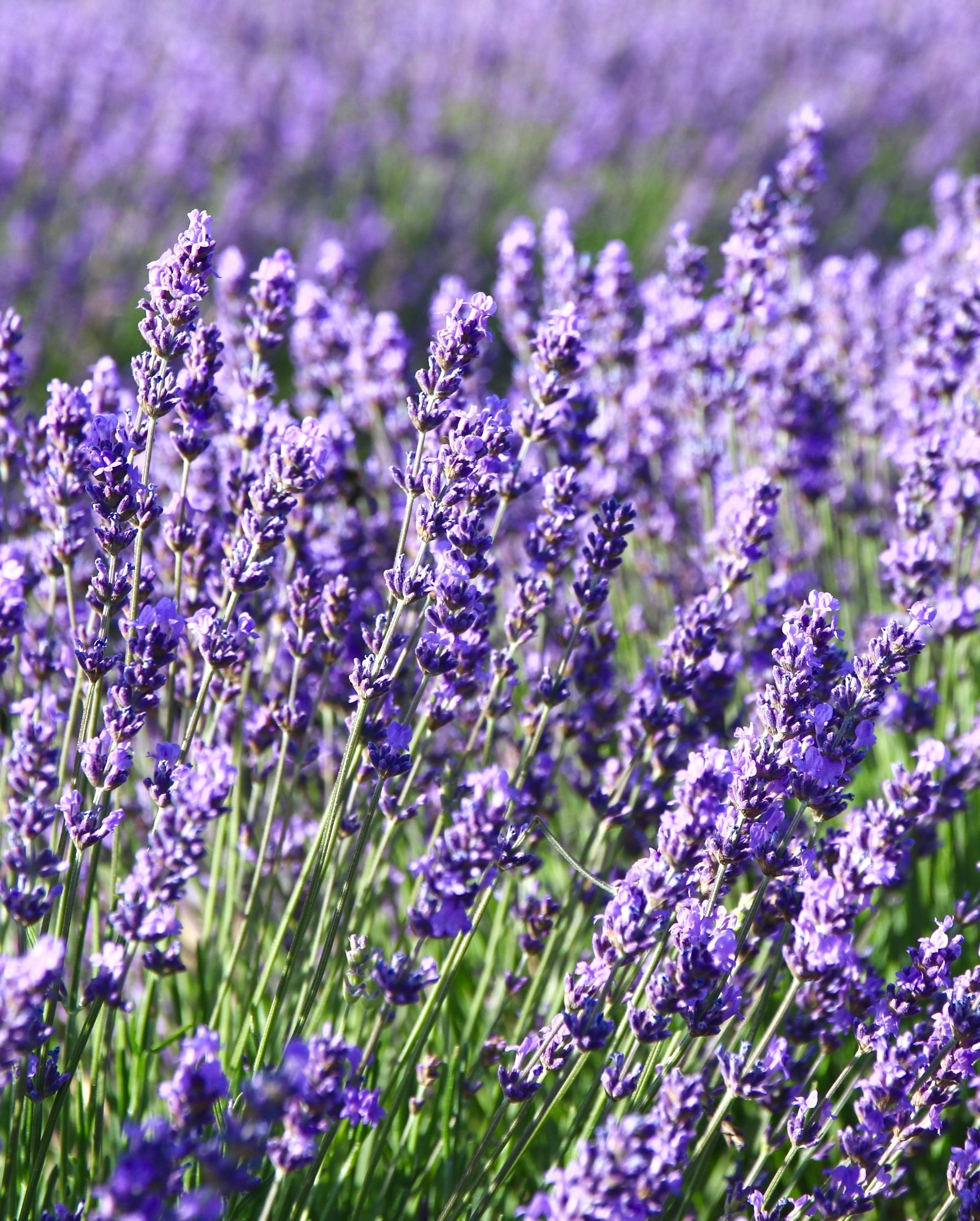 lavender plant
