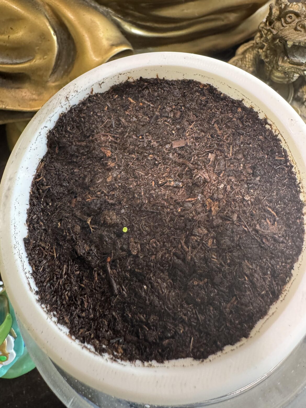 Got a itty bitty sprout from seeds so far