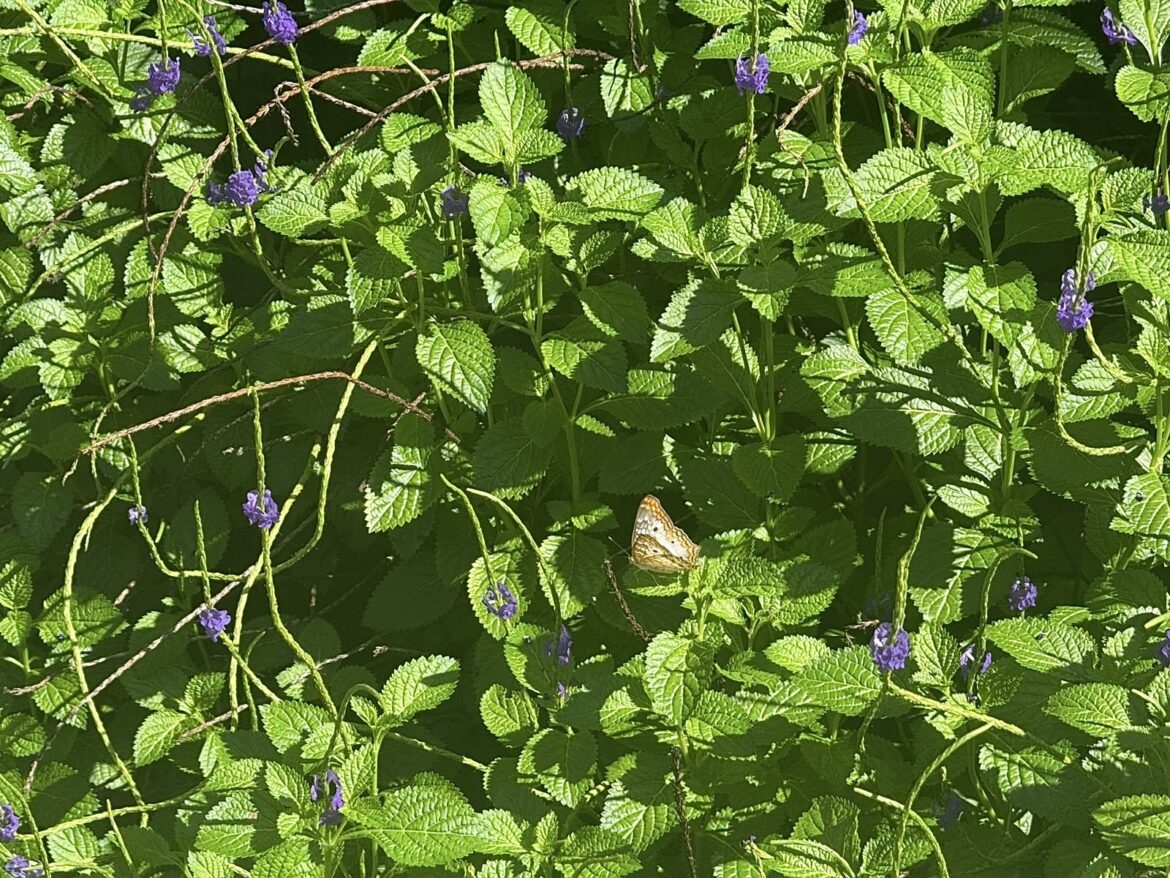 The science club cares: cleaning up the butterfly garden at BBC