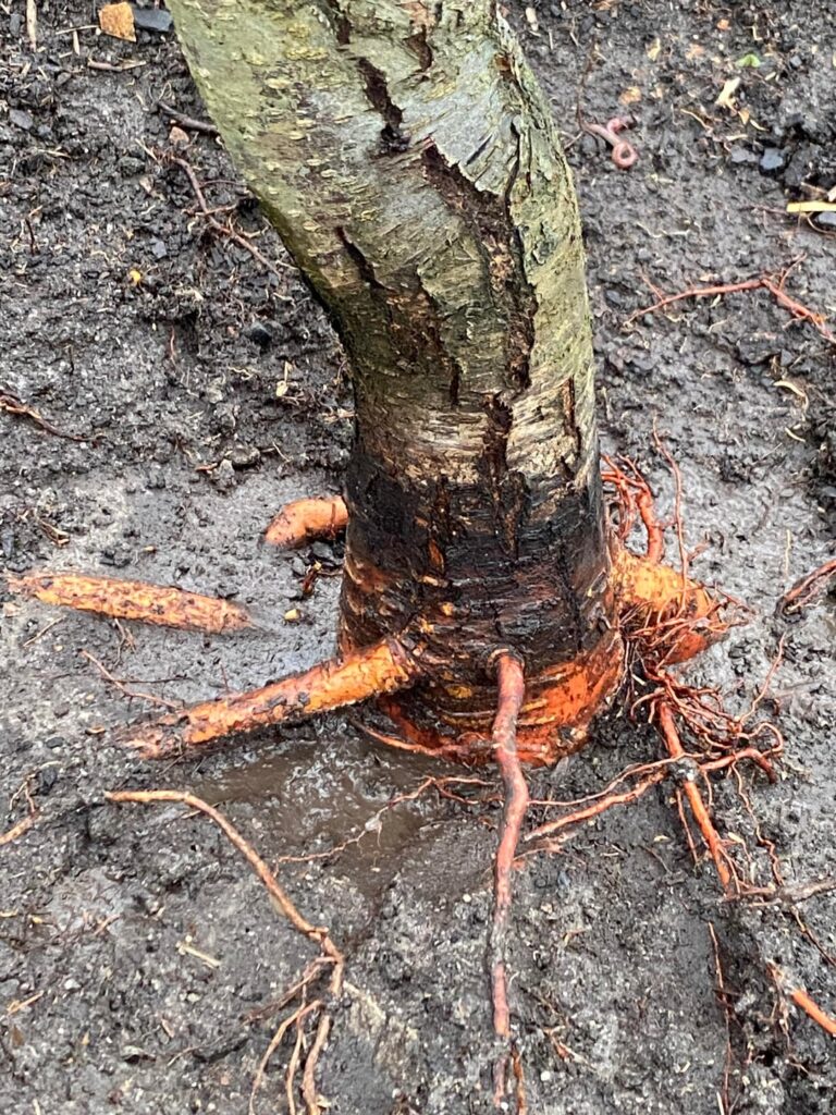 Rate my roots (please 🙏)