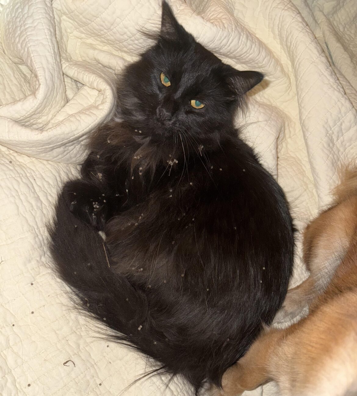 My mom’s cat has been coming home with these little balls all over him? What are they?