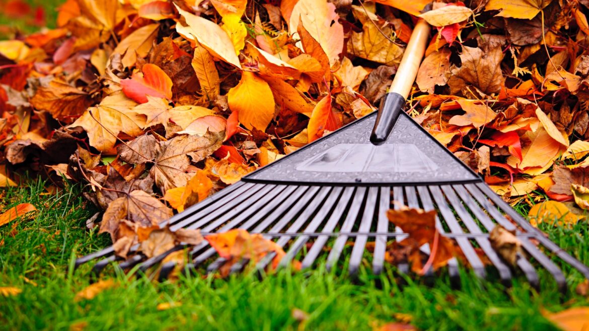 The pros and cons of not raking leaves