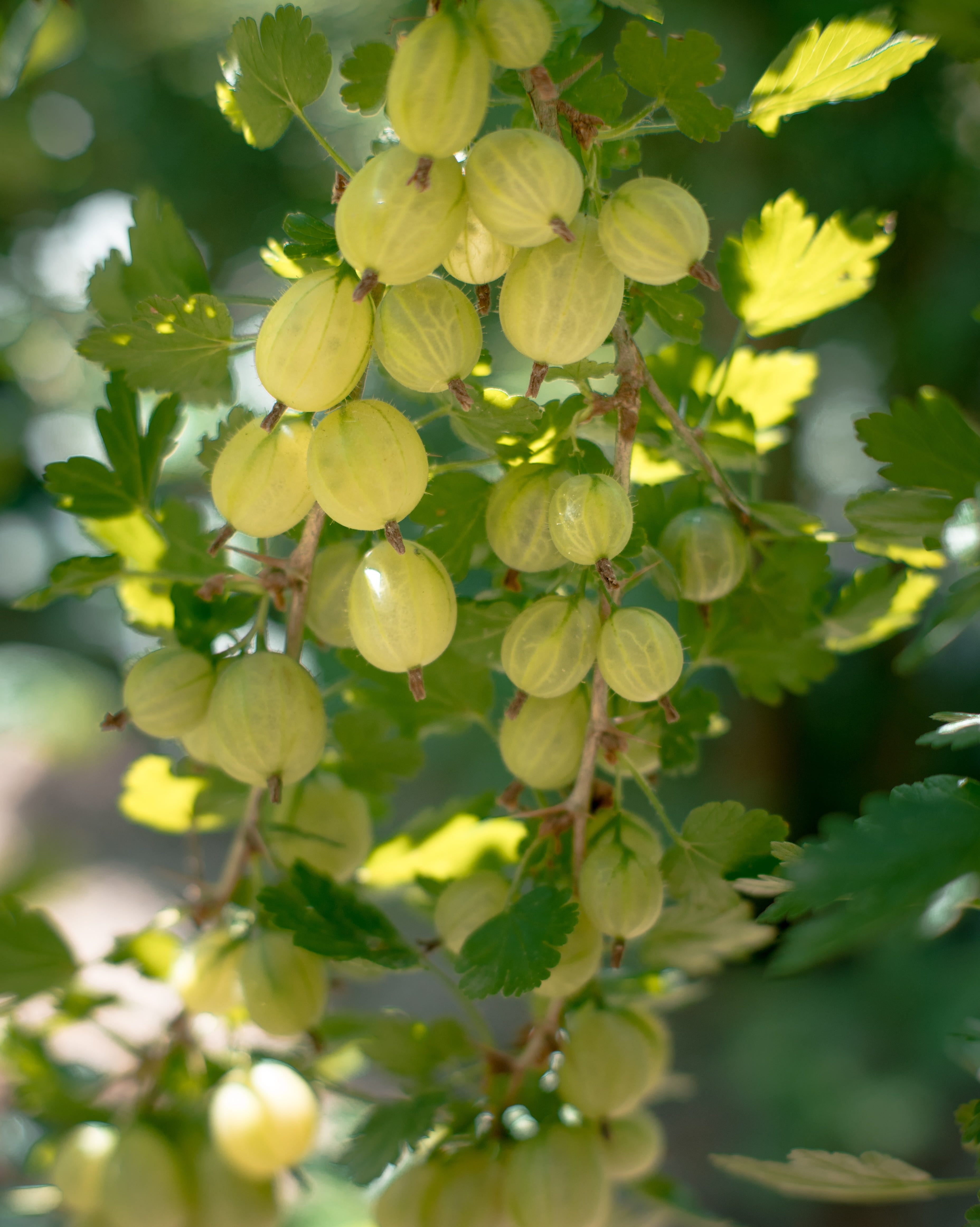 ripe gooseberry fruits hanging on a bush