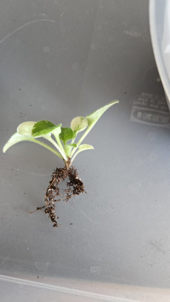 Help for potting new growth