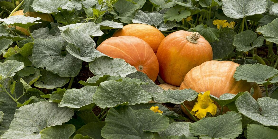How to Grow Pumpkins the Right Way, According to Garden Experts How to Grow Pumpkins the Right Way, According to Garden Experts