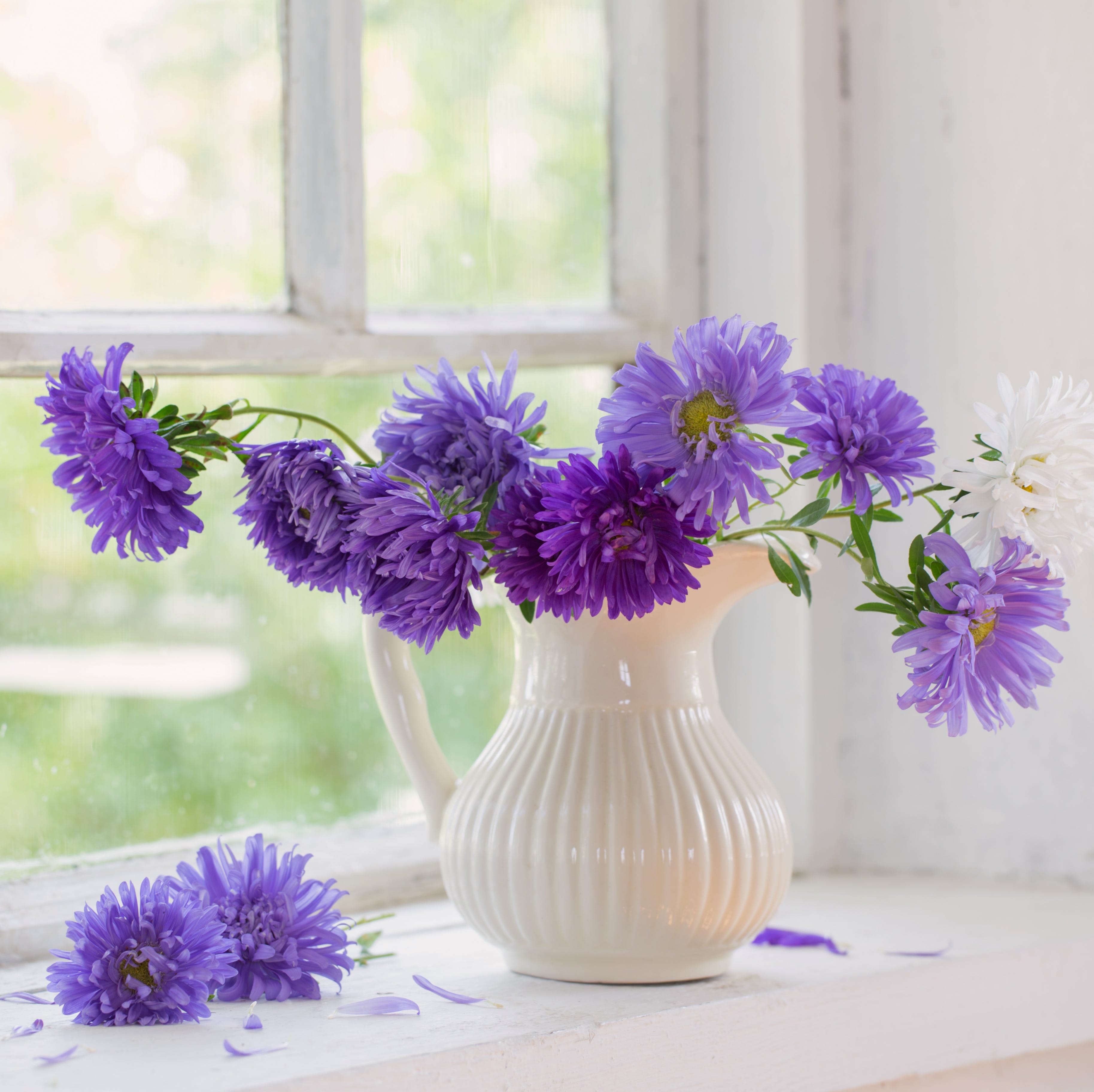 purple asters in jug on windowsill