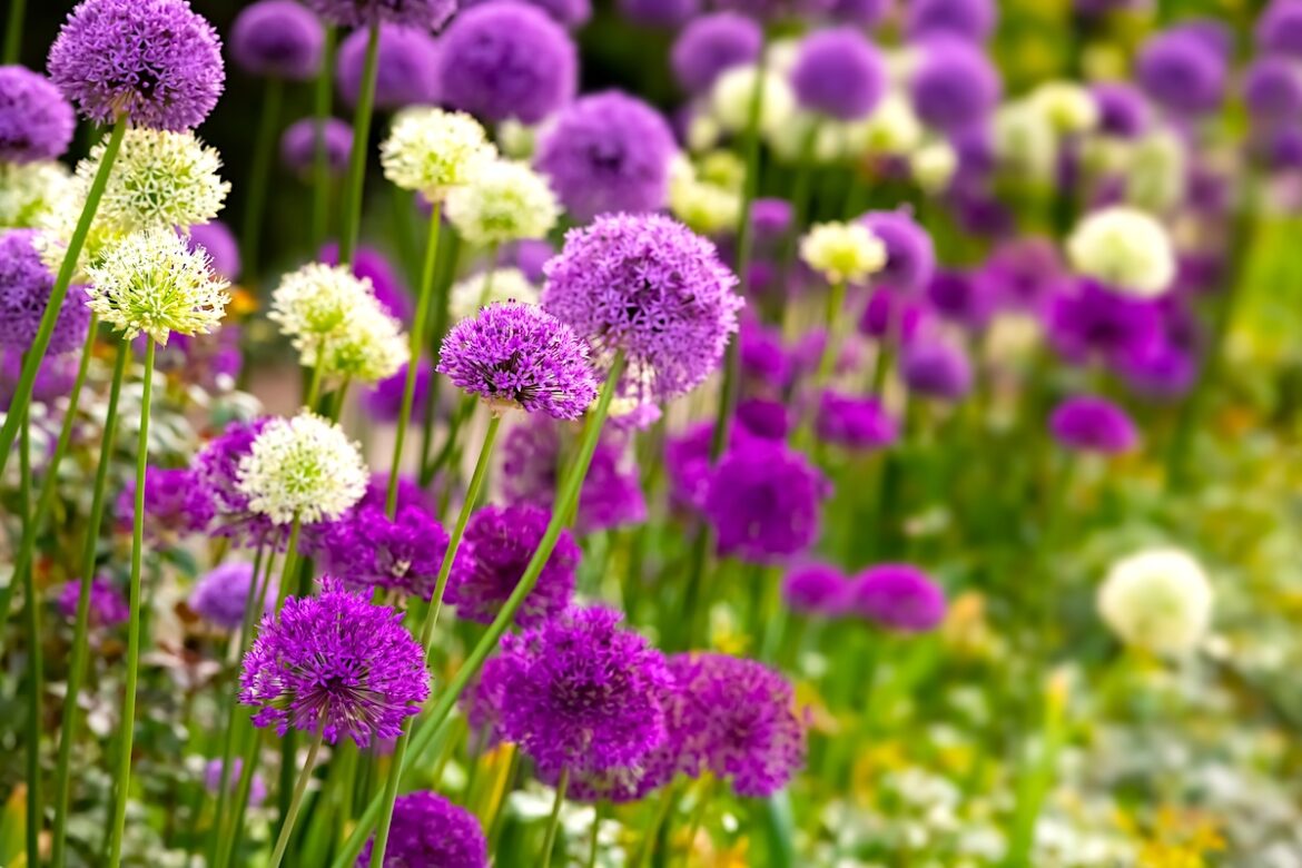 Why You Should Plant Millenium Allium This Fall — Best Life Why You Should Plant Millenium Allium This Fall — Best Life