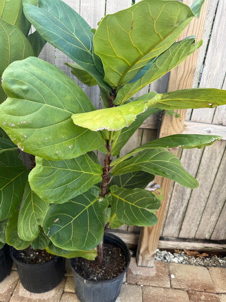 Growing small leaves.