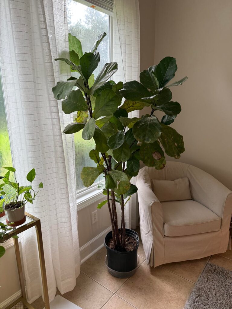 Inherited tree- help! Inherited tree- help!