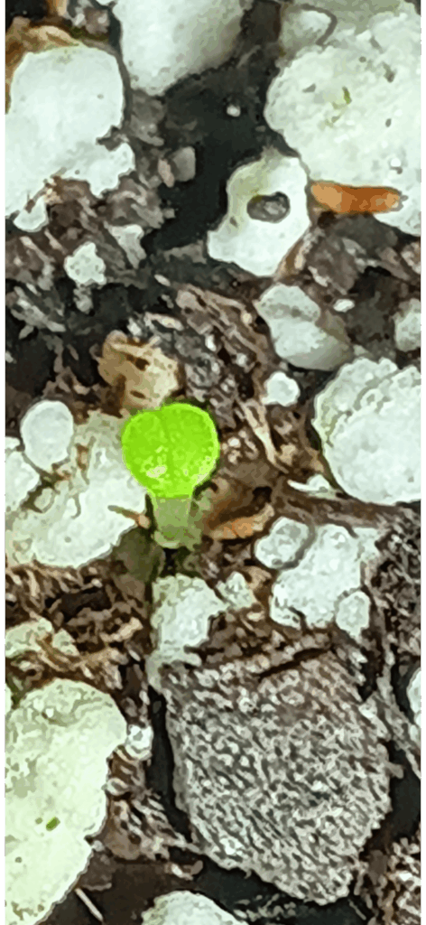 Possible seedling