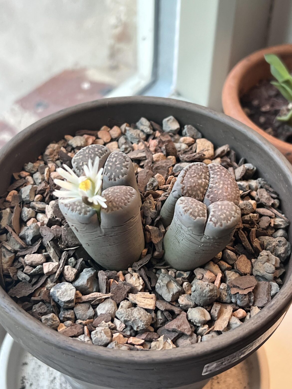 First flower for this one