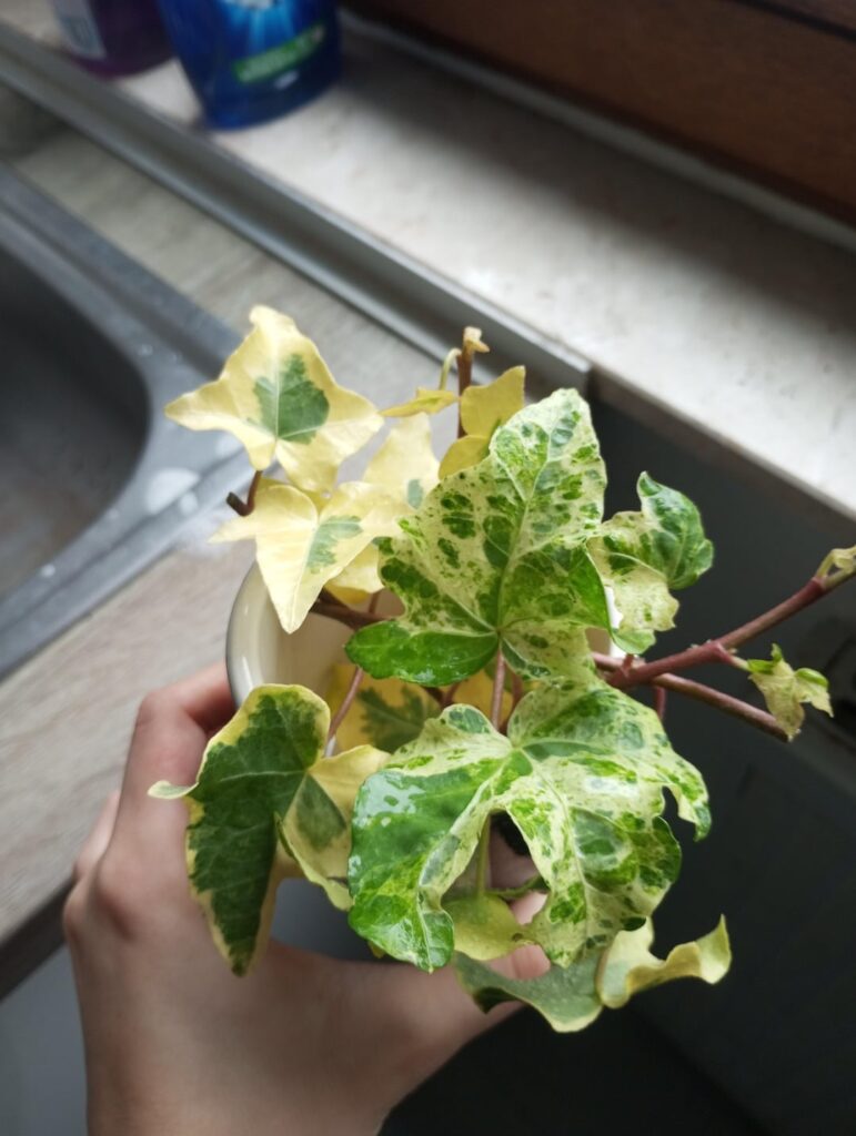 Look what beautiful cuttings I get