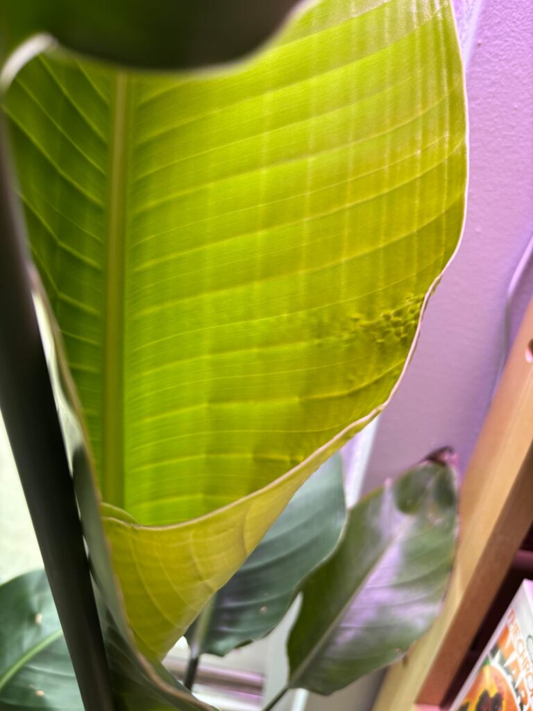 New leaf on my BOP looking odd, should I be worried?