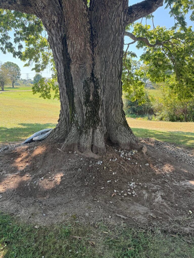 I just don’t want to hurt this tree. I just don't want to hurt this tree.
