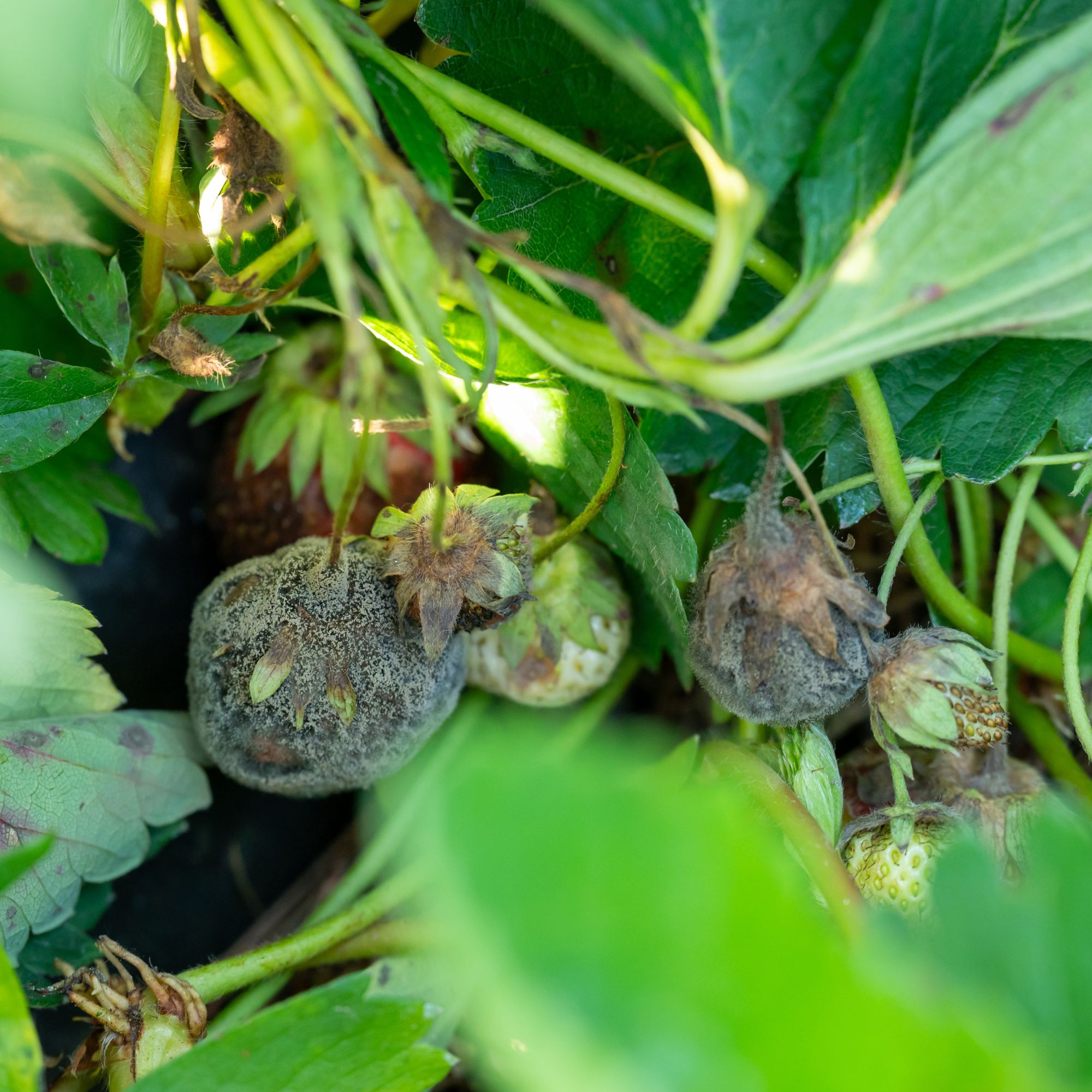 Botrytis on strawberry plant in garden