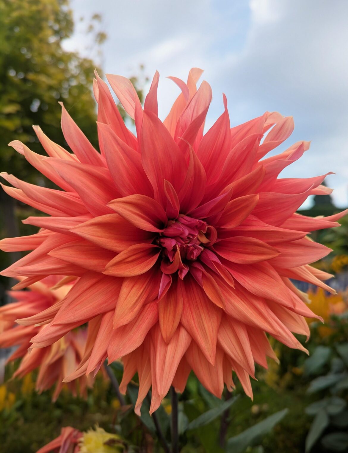 Dinner plate Dahlia