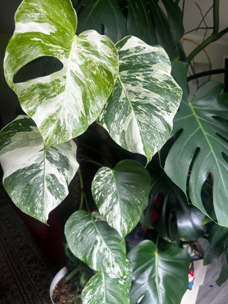 YALL!!! My first fenestration! YALL!!! My first fenestration!