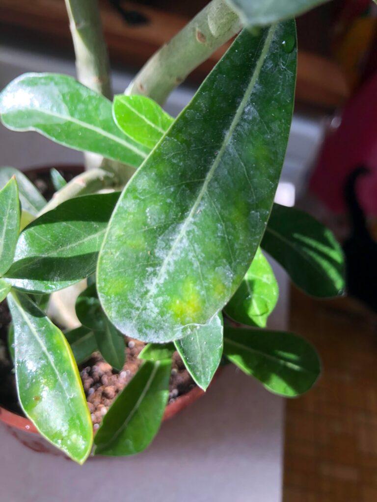 I won a desert rose today in a school raffle, and she had a few items of concern?