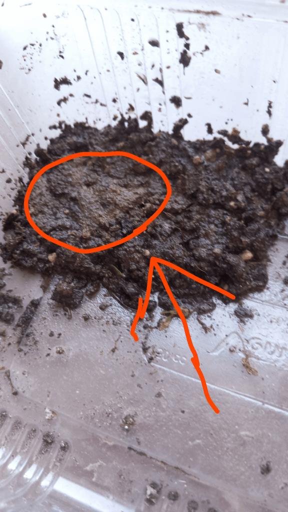 Help me grow dry moss