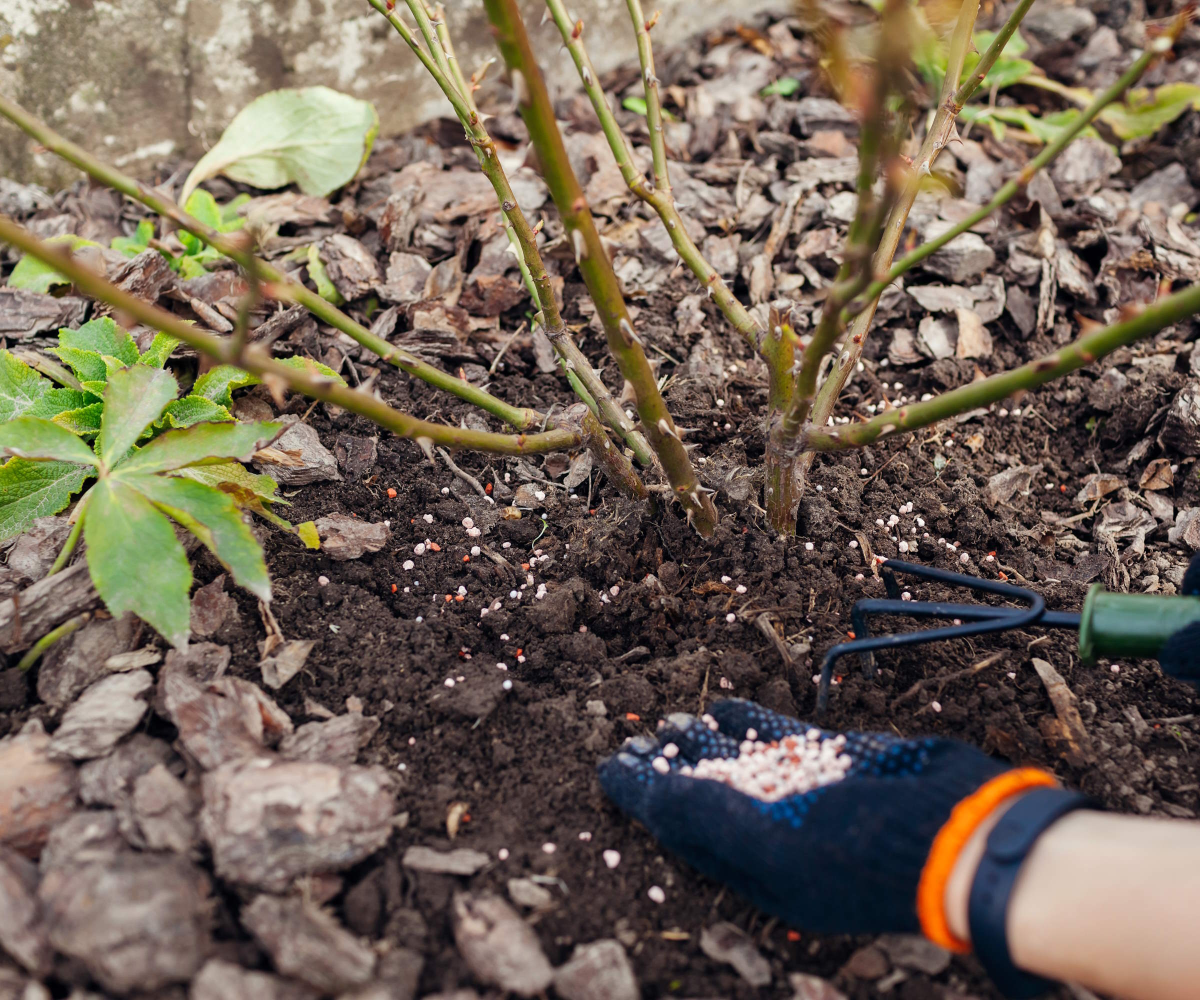 Fertilizing a rose shrub with granular fertilizer in the garden