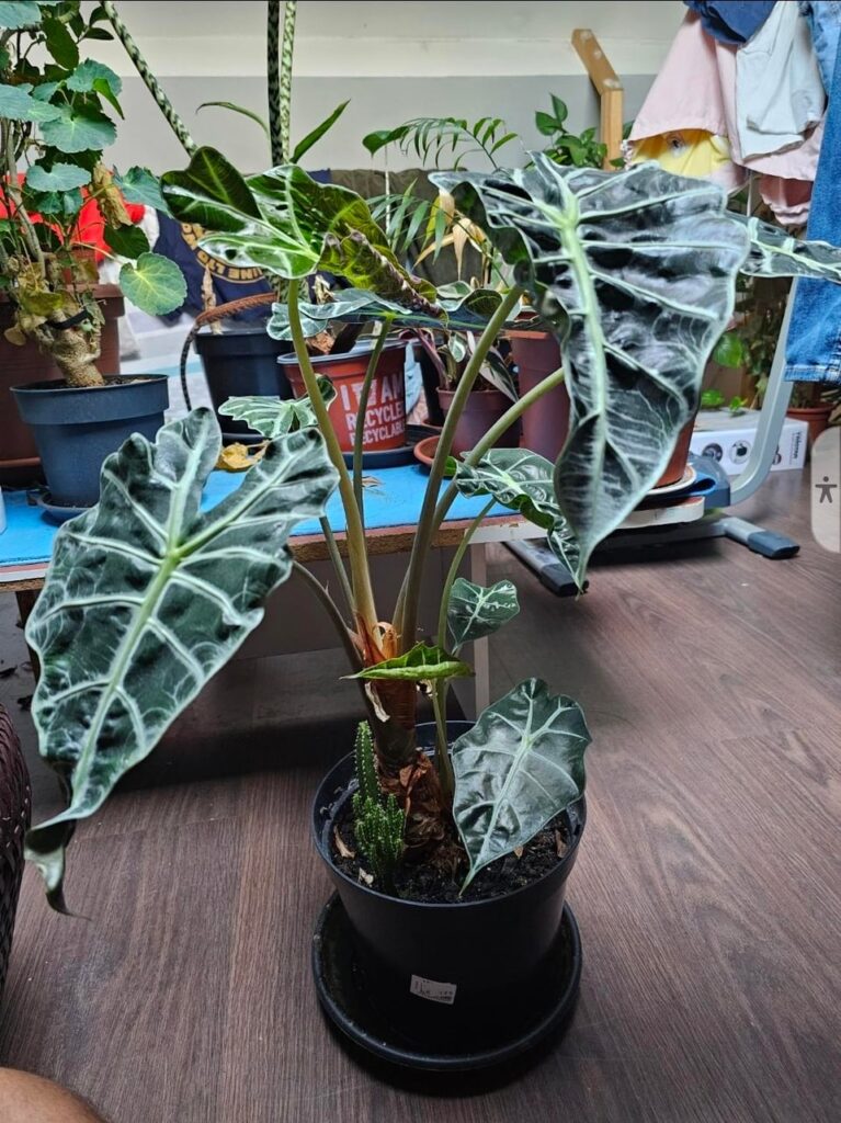 All you have to do is ignore your plants and they'll thrive