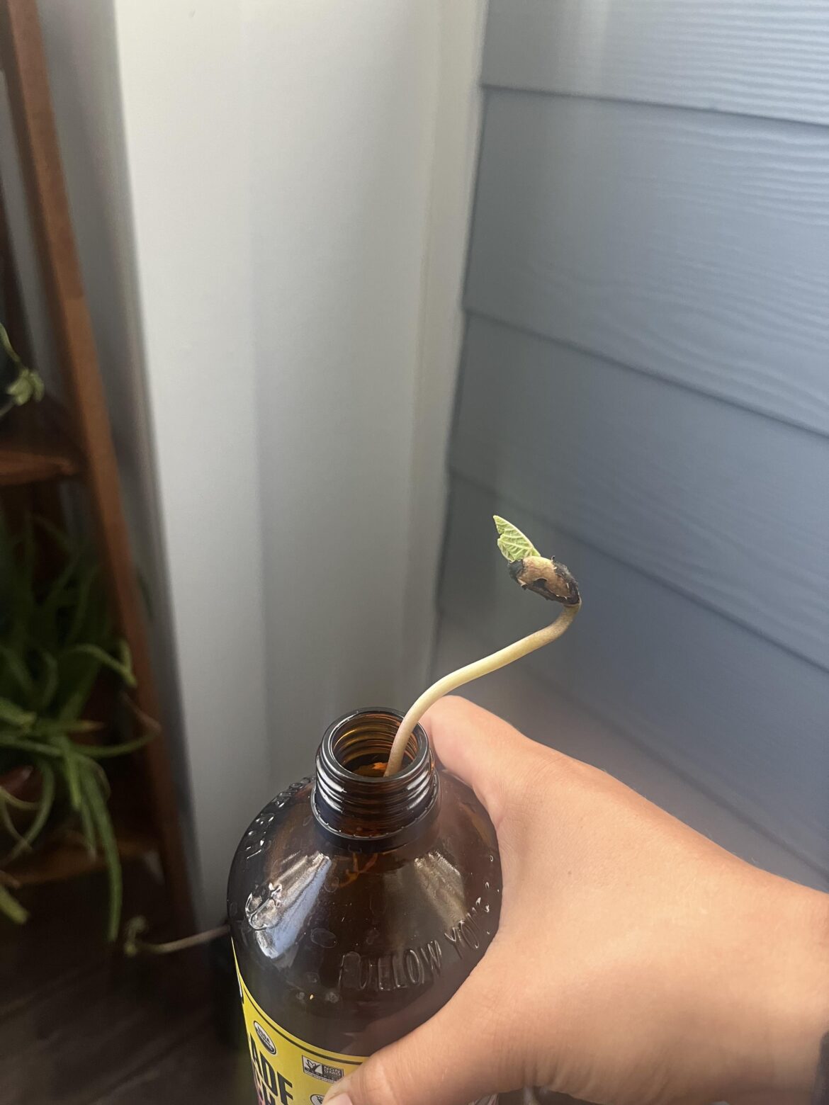 Has anyone grown in glass bottles? Has anyone grown in glass bottles?