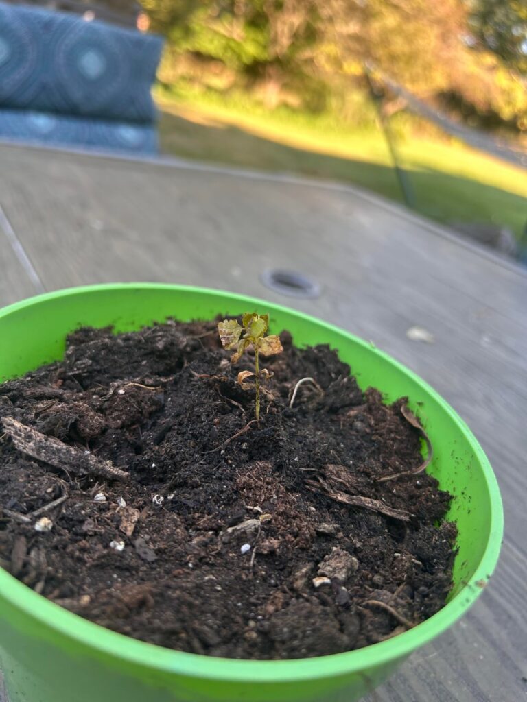 Please help my baby mulberry plant