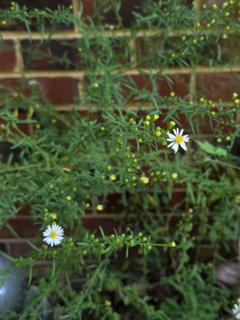 Never realized the beauty of Asters!!! Never realized the beauty of Asters!!!