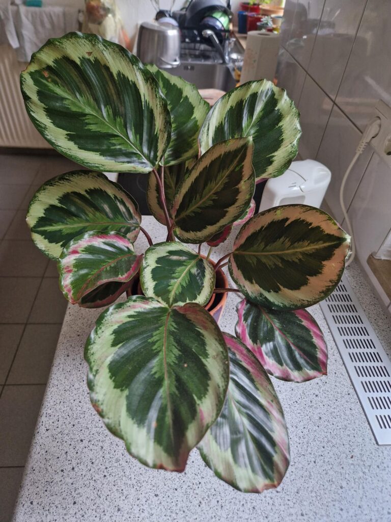 Somehow I did not kill her! (7 month glow up)