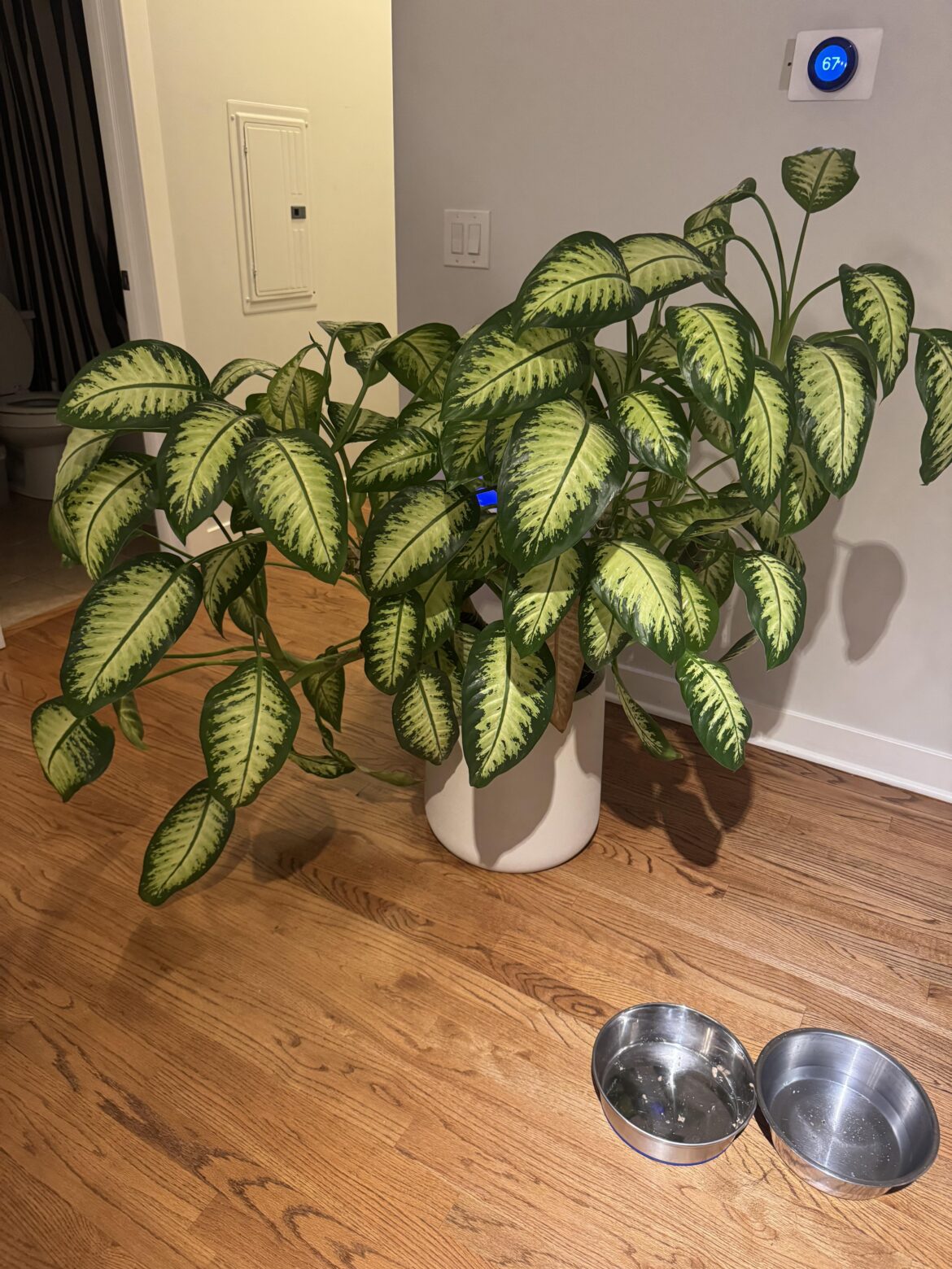 Plant has grown beyond my control!!
