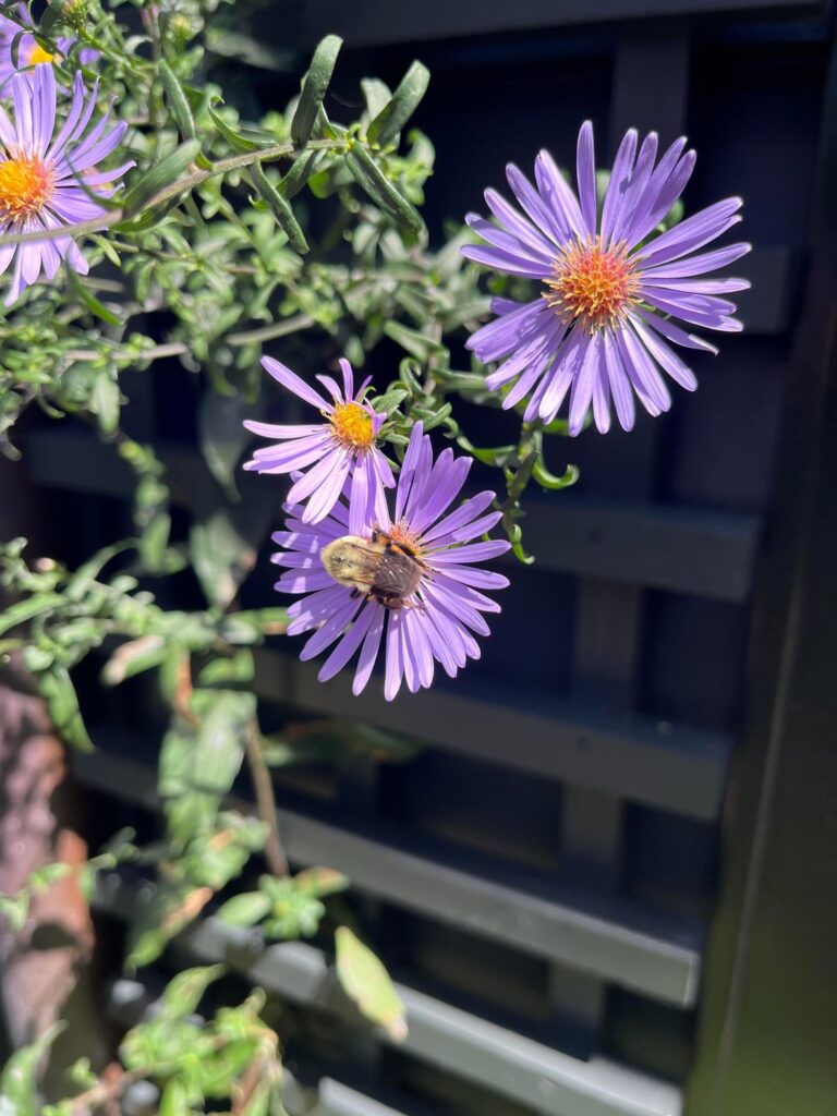 Climbing aster Climbing aster