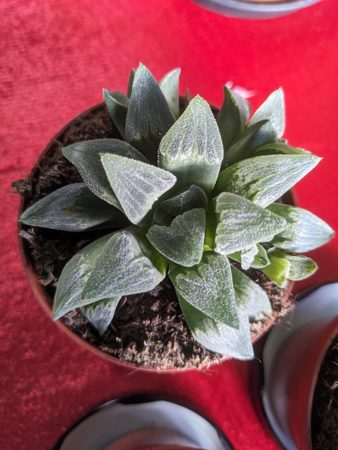 Any idea which type this is? Anonymous packaging and image search didn't help.