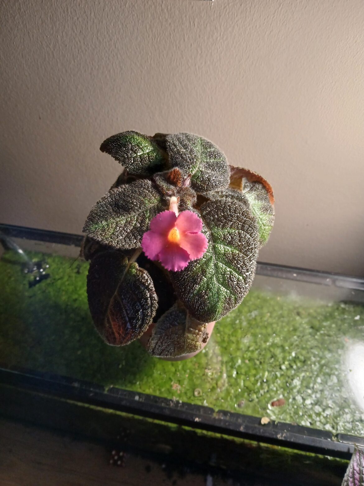 First flower!!!
