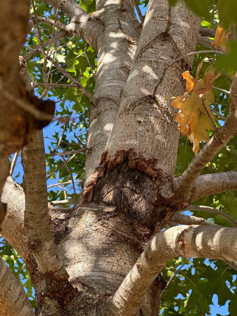 Can I save my tree from dying? Can I save my tree from dying?
