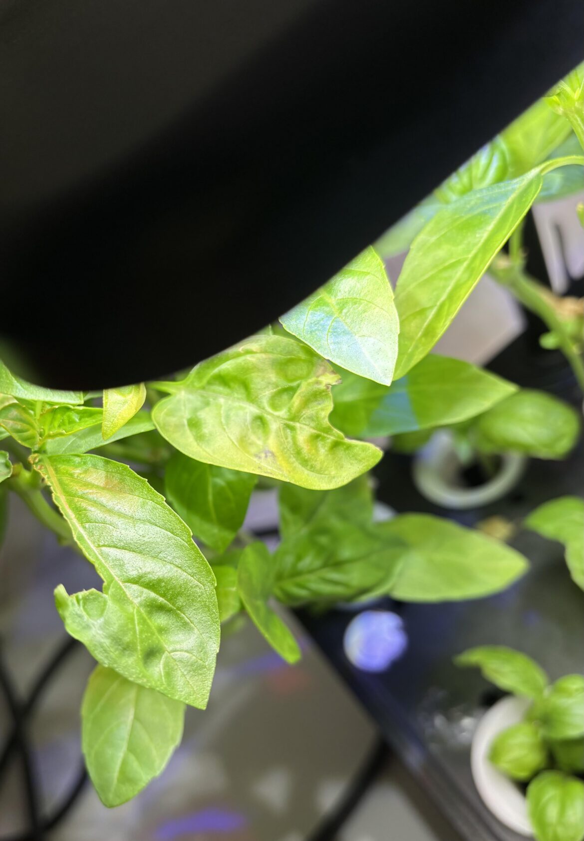 Help! What’s eating my basil (hydroponic garden)? Help! What’s eating my basil (hydroponic garden)?