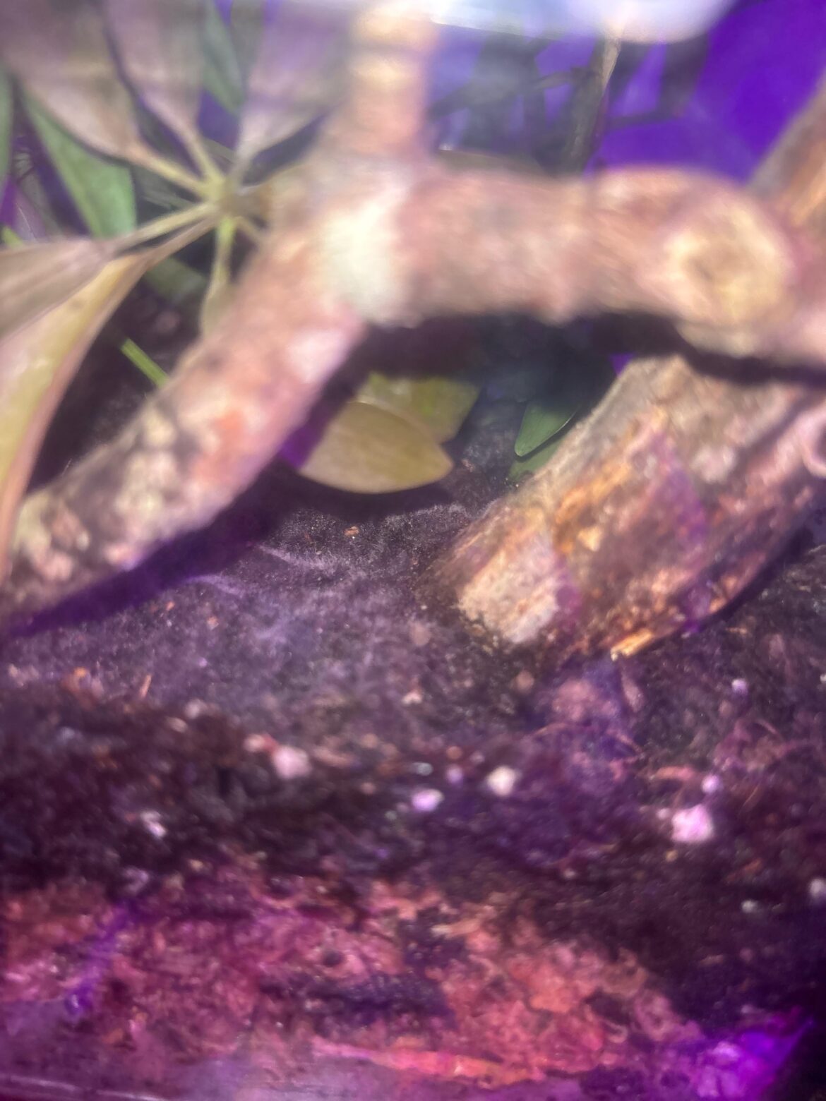 Mold I think. Please help! Mold I think. Please help!