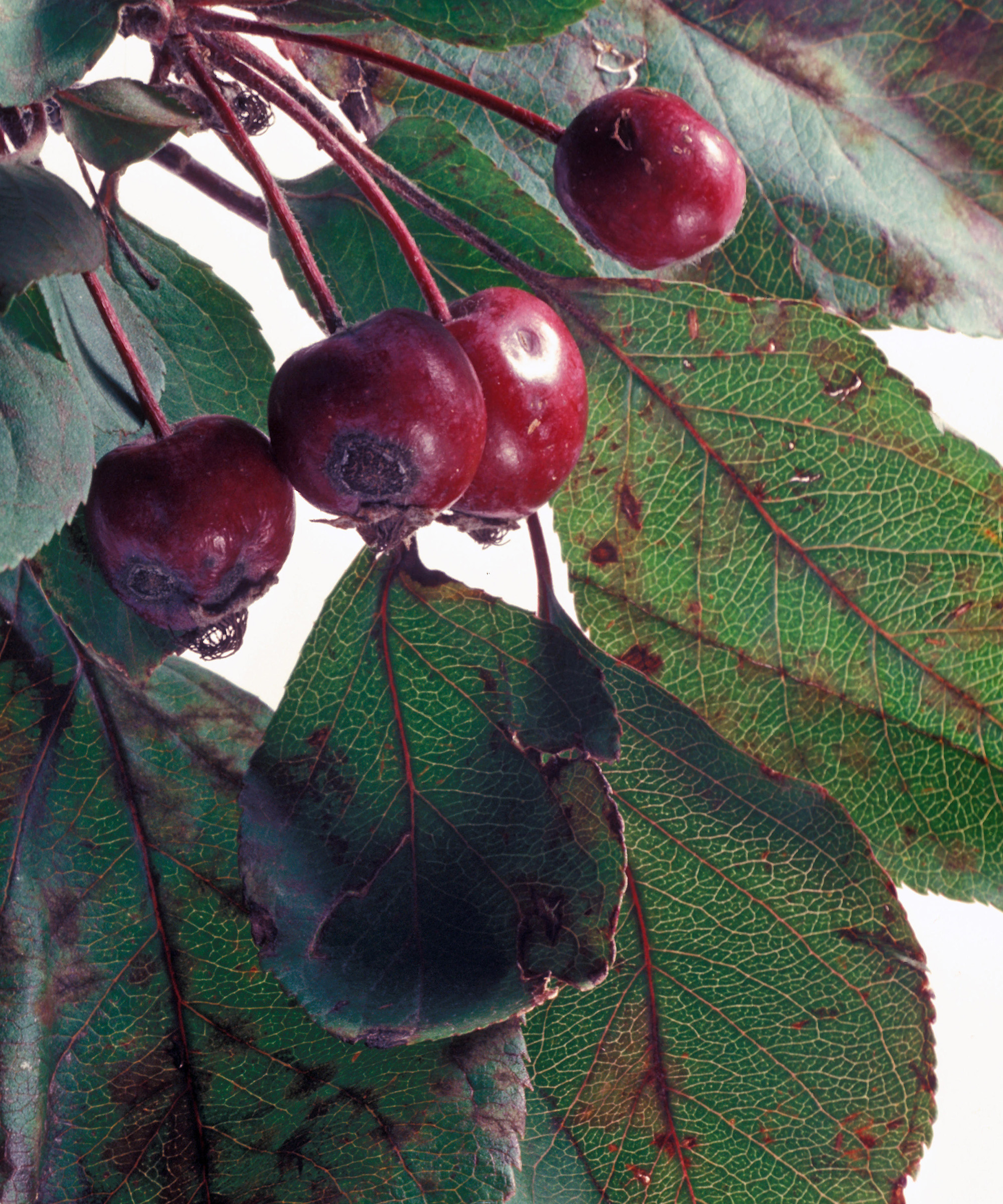 APPLE SCAB SYMPTOMS (VENTURIA INAEQUALIS) ON CRAB APPLE TREE (ALSO KNOWN AS BLACK SPOT)